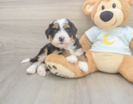 5 week old Mini Bernedoodle Puppy For Sale - Seaside Pups