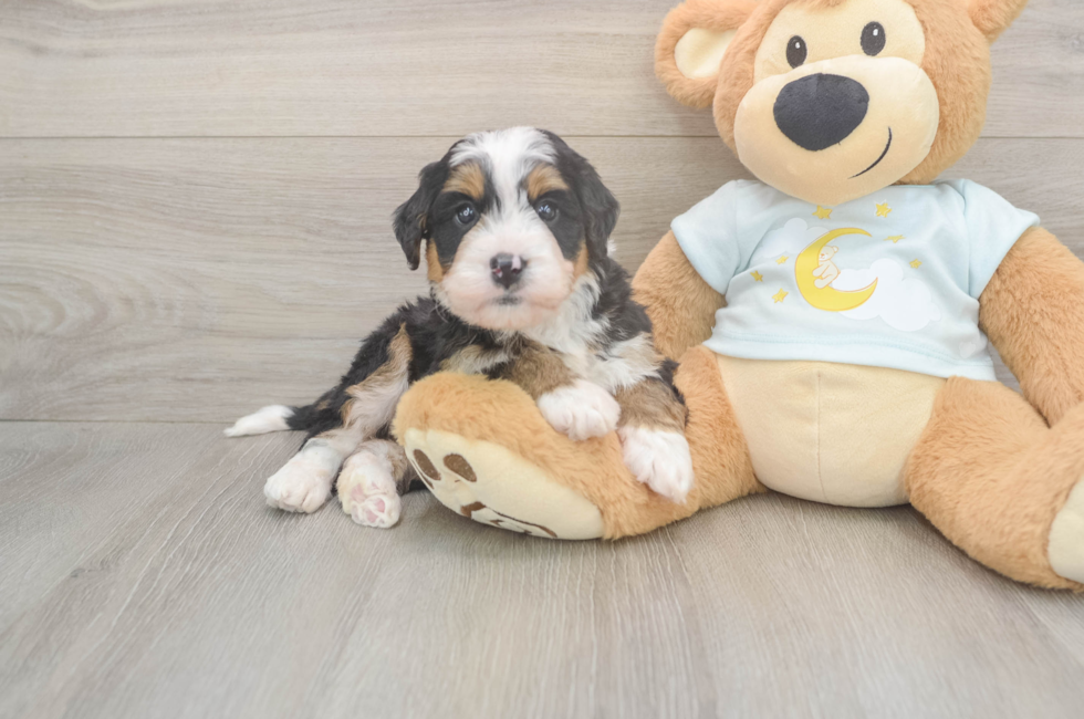 5 week old Mini Bernedoodle Puppy For Sale - Seaside Pups