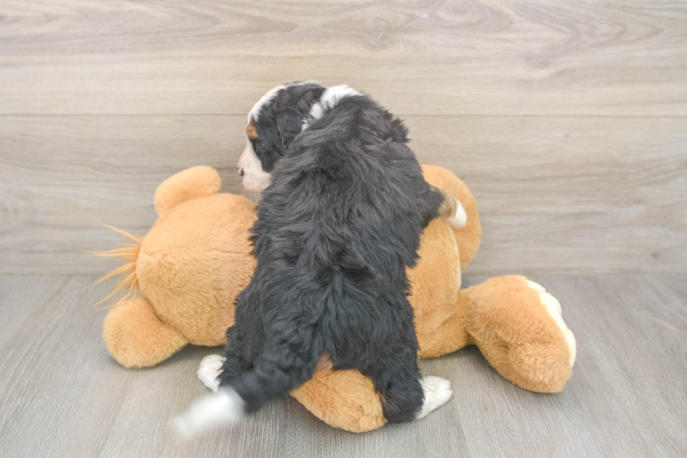 Mini Bernedoodle Puppy for Adoption