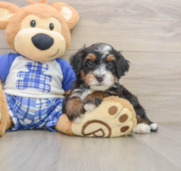 6 week old Mini Bernedoodle Puppy For Sale - Seaside Pups