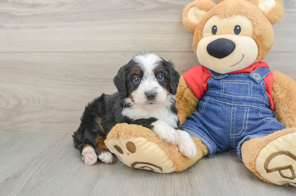 5 week old Mini Bernedoodle Puppy For Sale - Seaside Pups