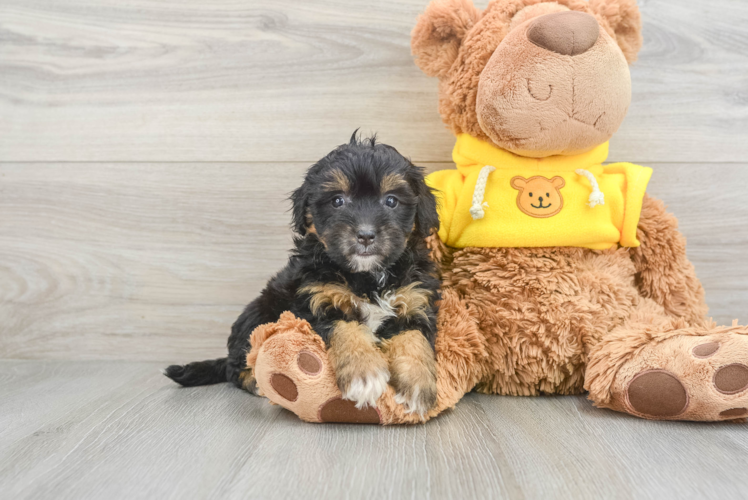 Mini Bernedoodle Pup Being Cute