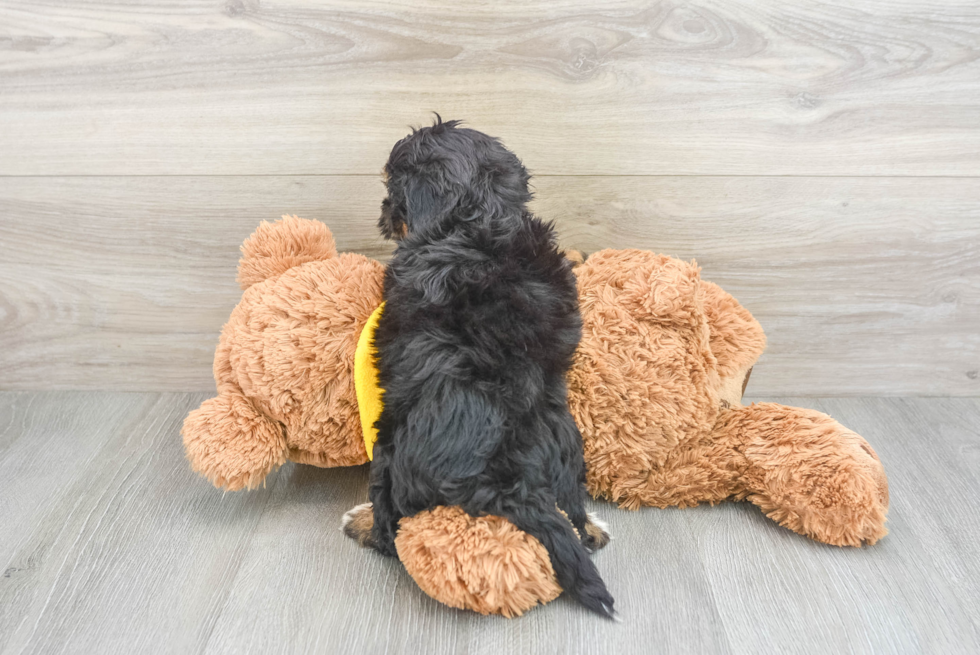 Playful Mini Berniedoodle Poodle Mix Puppy