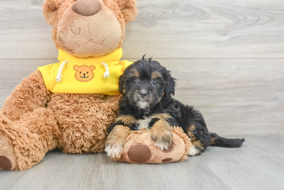 Happy Mini Bernedoodle Baby