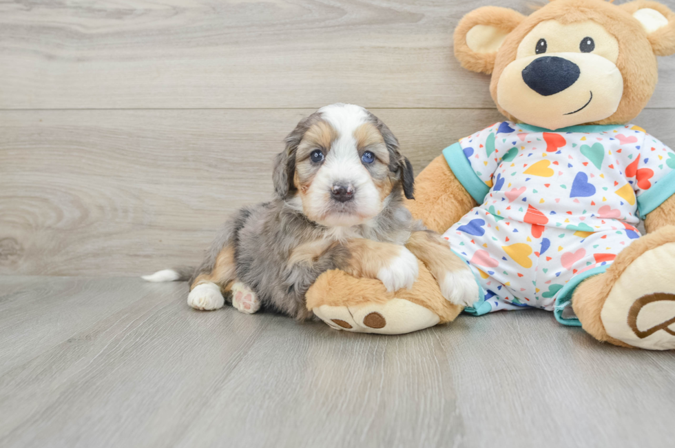 6 week old Mini Bernedoodle Puppy For Sale - Seaside Pups