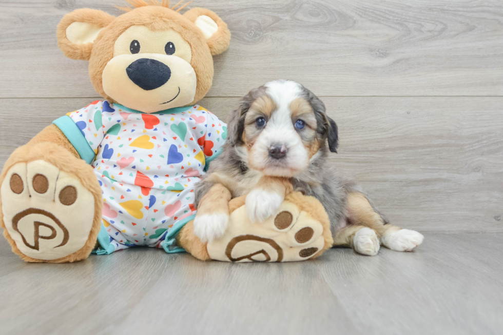 Playful Mini Bernadoodle Poodle Mix Puppy