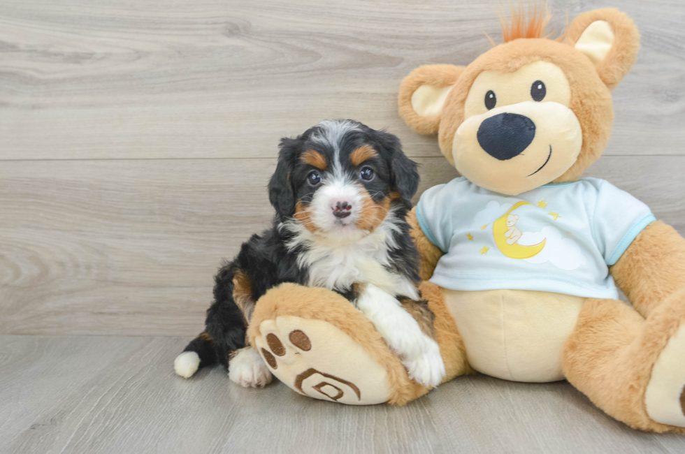 6 week old Mini Bernedoodle Puppy For Sale - Seaside Pups