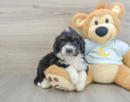 8 week old Mini Bernedoodle Puppy For Sale - Seaside Pups