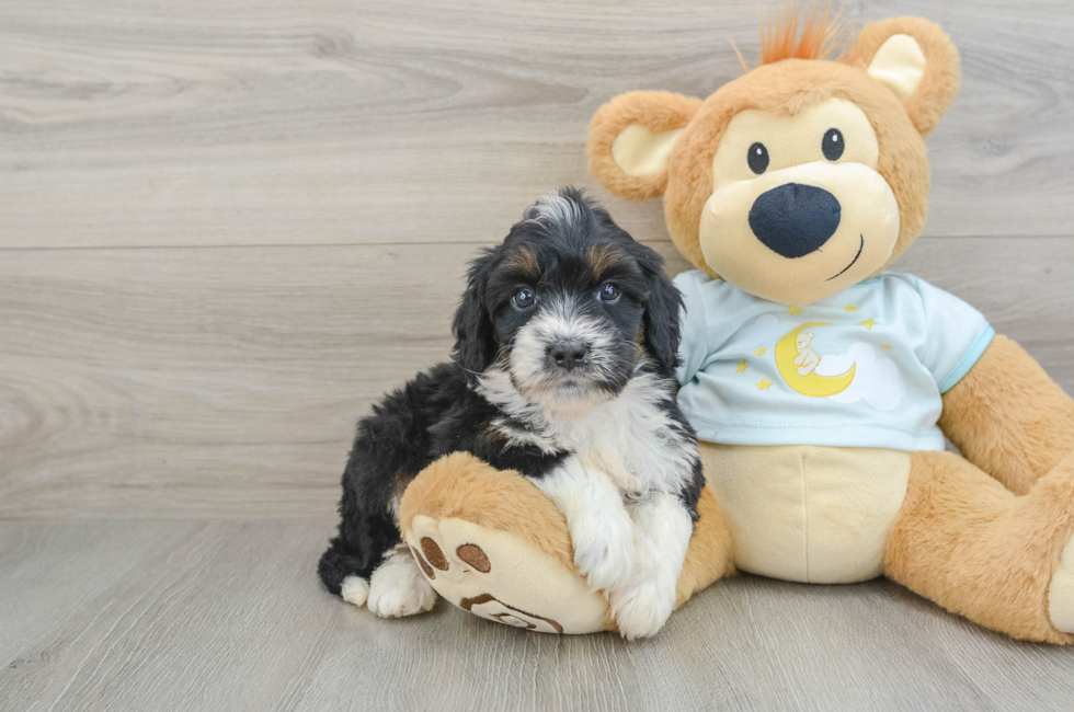 7 week old Mini Bernedoodle Puppy For Sale - Seaside Pups