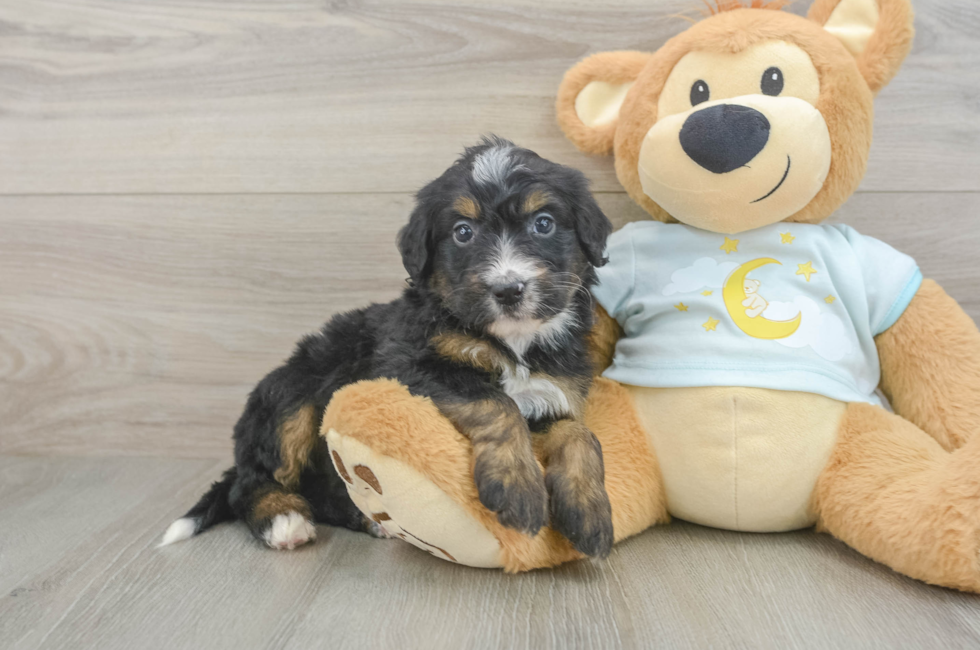 5 week old Mini Bernedoodle Puppy For Sale - Seaside Pups