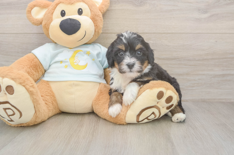 5 week old Mini Bernedoodle Puppy For Sale - Seaside Pups
