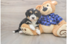 Best Mini Bernedoodle Baby