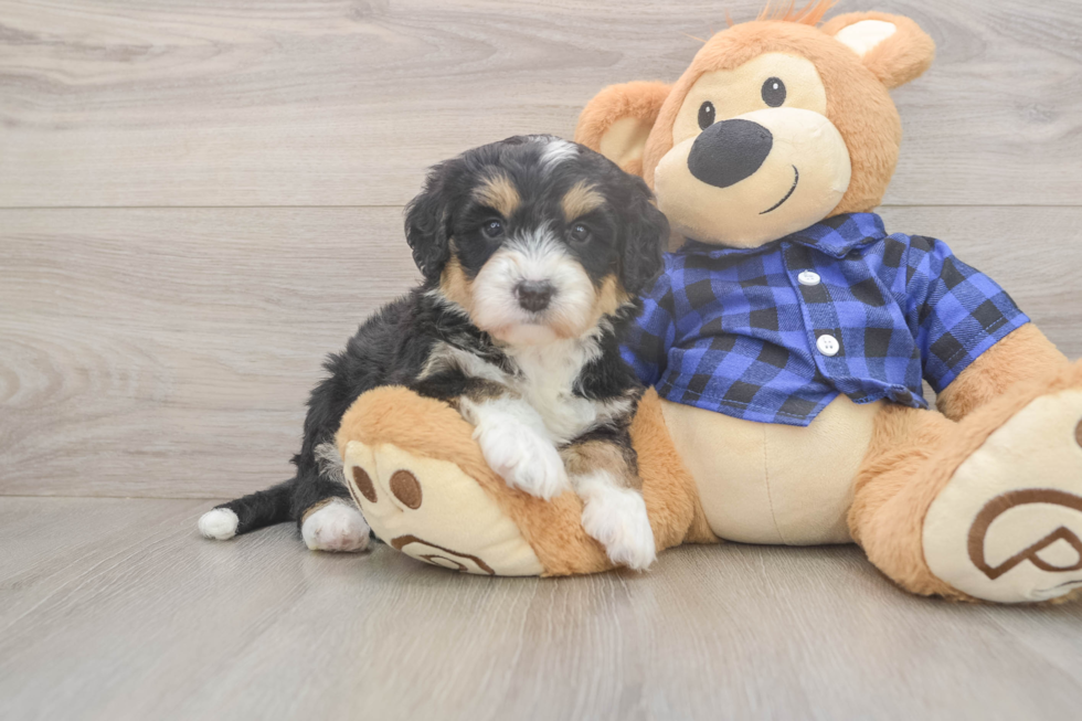 Best Mini Bernedoodle Baby