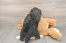 Hypoallergenic Mini Bernesepoo Poodle Mix Puppy