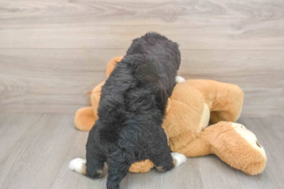 Hypoallergenic Mini Bernesepoo Poodle Mix Puppy