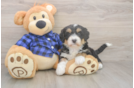 Small Mini Bernedoodle Baby
