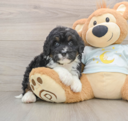 7 week old Mini Bernedoodle Puppy For Sale - Seaside Pups
