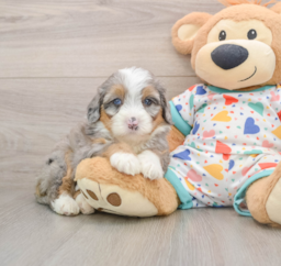 6 week old Mini Bernedoodle Puppy For Sale - Seaside Pups