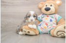 Hypoallergenic Mini Bernadoodle Poodle Mix Puppy