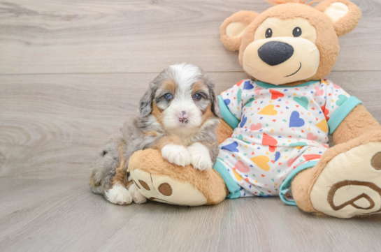 Hypoallergenic Mini Bernadoodle Poodle Mix Puppy