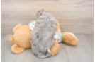 Mini Bernedoodle Puppy for Adoption