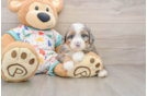 Adorable Bernese Doodle Poodle Mix Puppy