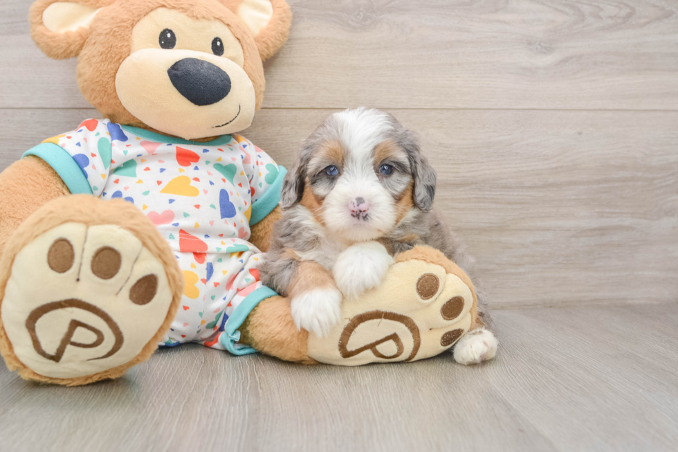 Adorable Bernese Doodle Poodle Mix Puppy
