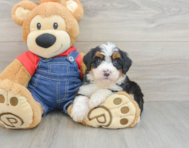 7 week old Mini Bernedoodle Puppy For Sale - Seaside Pups