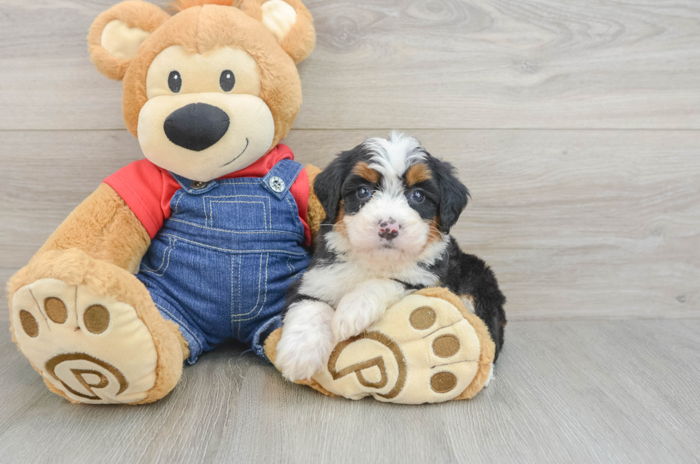 5 week old Mini Bernedoodle Puppy For Sale - Seaside Pups