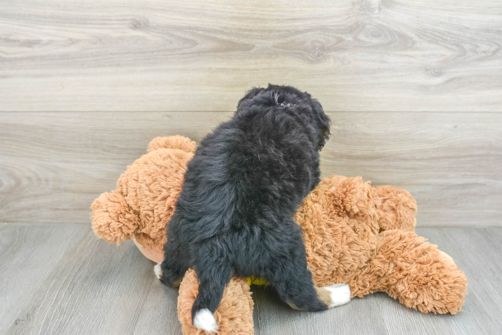 Little Mini Bernepoo Poodle Mix Puppy