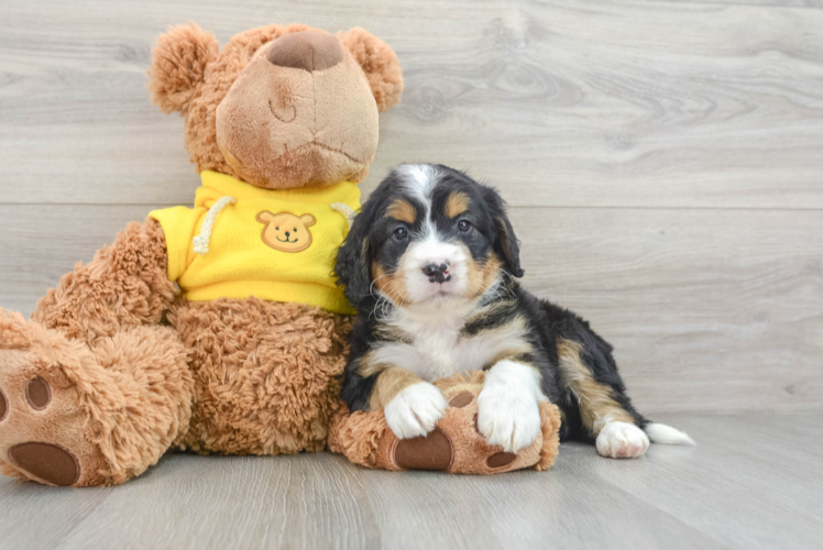 Sweet Mini Bernedoodle Baby