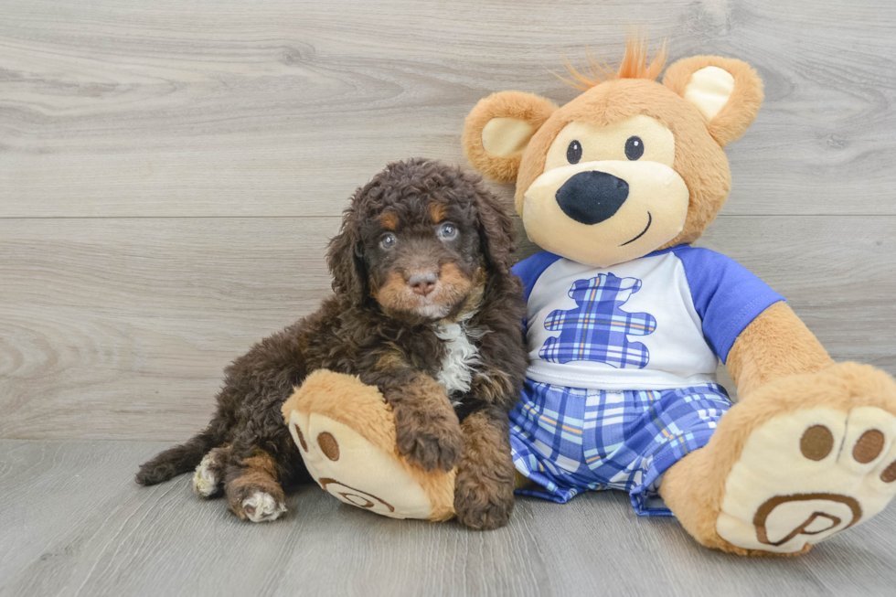 Cute Mini Bernedoodle Baby