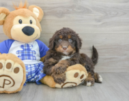 7 week old Mini Bernedoodle Puppy For Sale - Seaside Pups