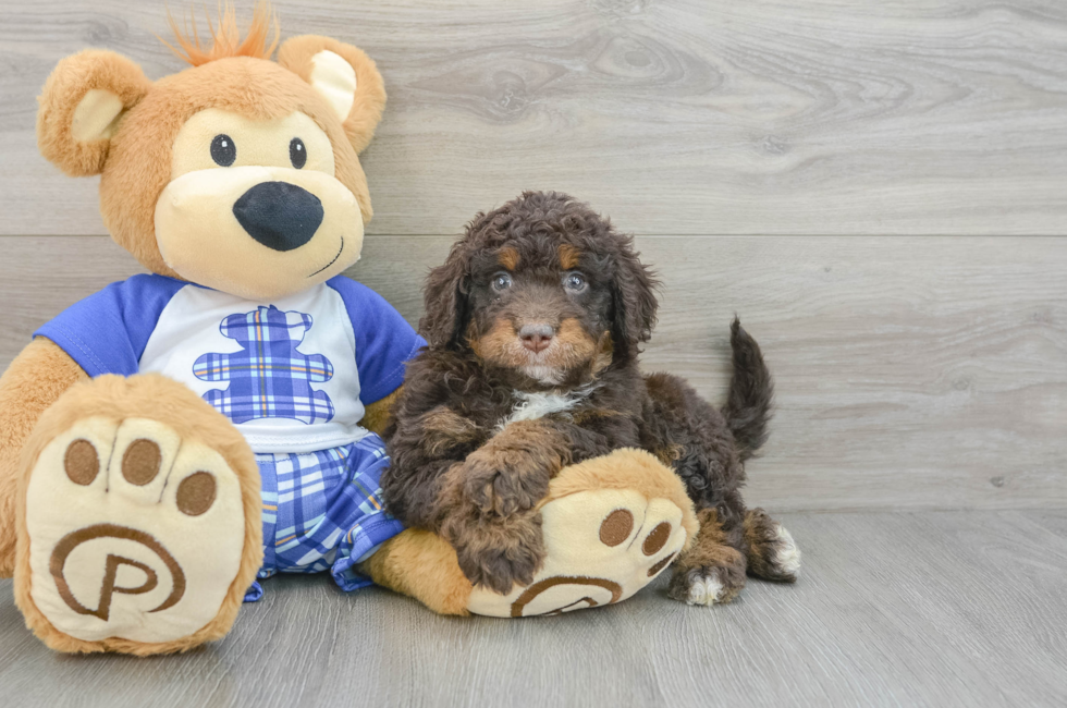 7 week old Mini Bernedoodle Puppy For Sale - Seaside Pups