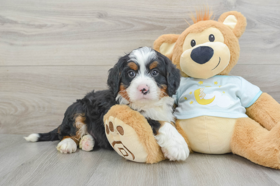 6 week old Mini Bernedoodle Puppy For Sale - Seaside Pups