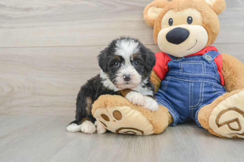 5 week old Mini Bernedoodle Puppy For Sale - Seaside Pups