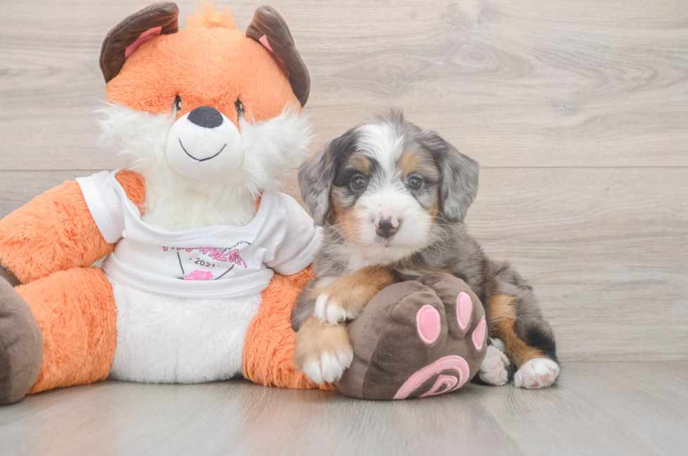 5 week old Mini Bernedoodle Puppy For Sale - Seaside Pups
