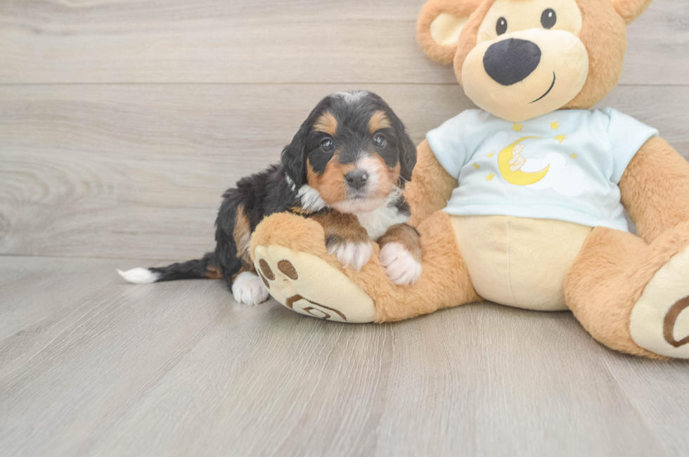 5 week old Mini Bernedoodle Puppy For Sale - Seaside Pups