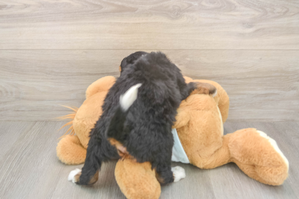 Mini Bernedoodle Pup Being Cute