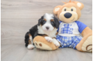 Mini Bernedoodle Puppy for Adoption