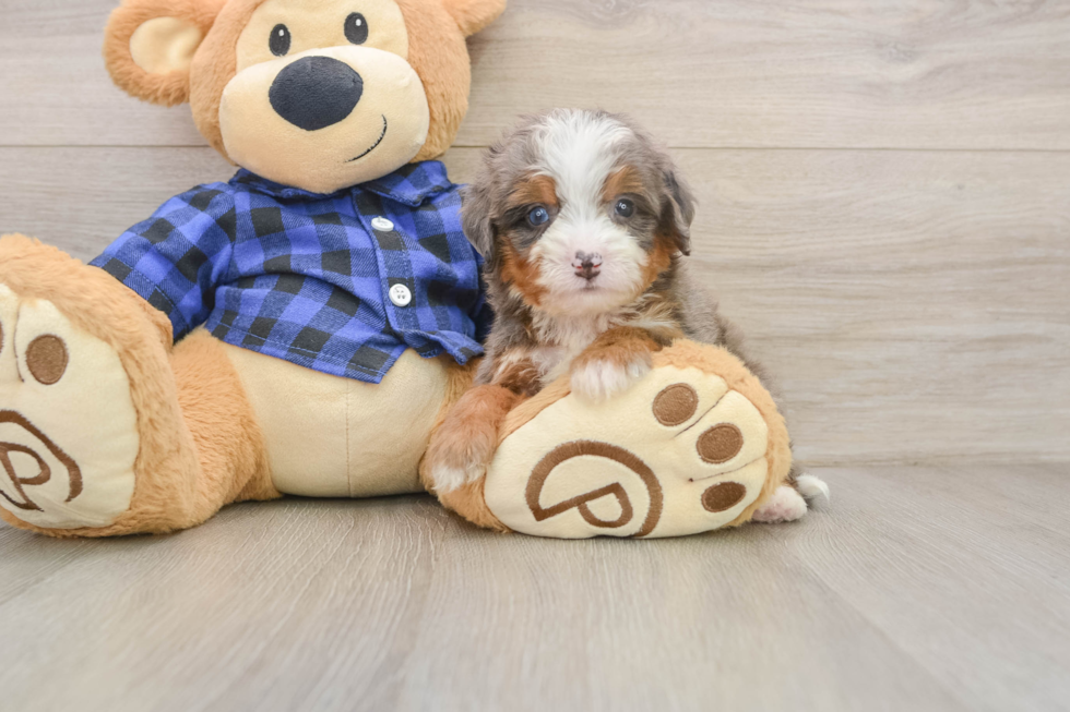 Mini Bernedoodle Puppy for Adoption