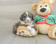 6 week old Mini Bernedoodle Puppy For Sale - Seaside Pups