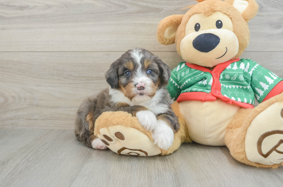 5 week old Mini Bernedoodle Puppy For Sale - Seaside Pups