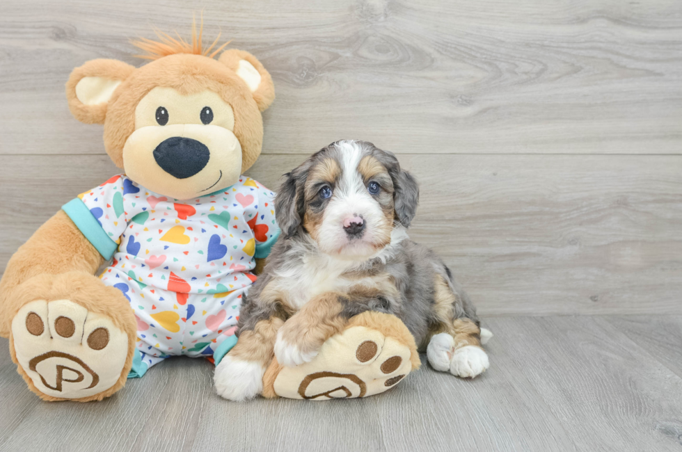 6 week old Mini Bernedoodle Puppy For Sale - Seaside Pups