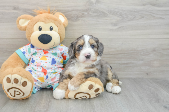 Friendly Mini Bernedoodle Baby