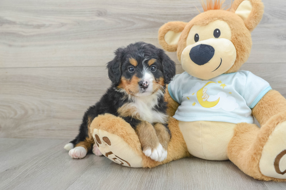 6 week old Mini Bernedoodle Puppy For Sale - Seaside Pups