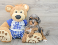 7 week old Mini Bernedoodle Puppy For Sale - Seaside Pups
