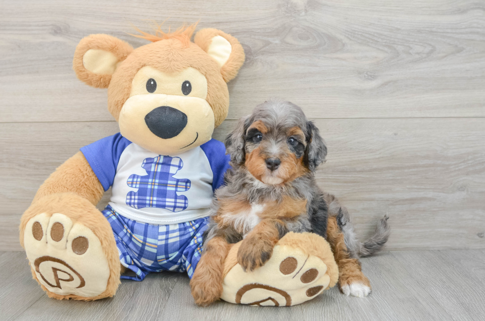 6 week old Mini Bernedoodle Puppy For Sale - Seaside Pups