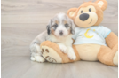 Smart Mini Bernedoodle Poodle Mix Pup