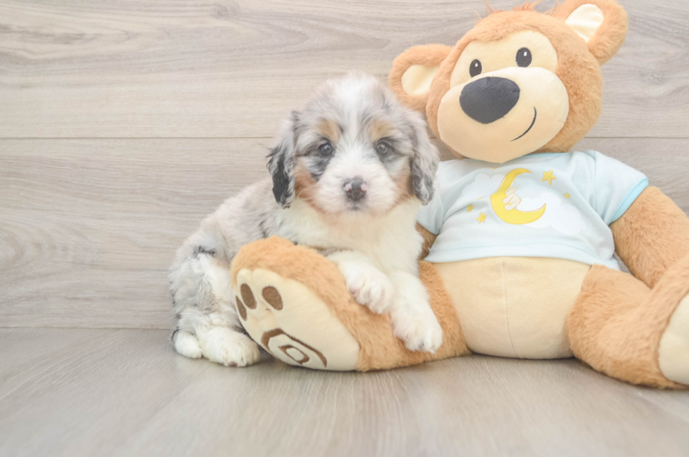 5 week old Mini Bernedoodle Puppy For Sale - Seaside Pups